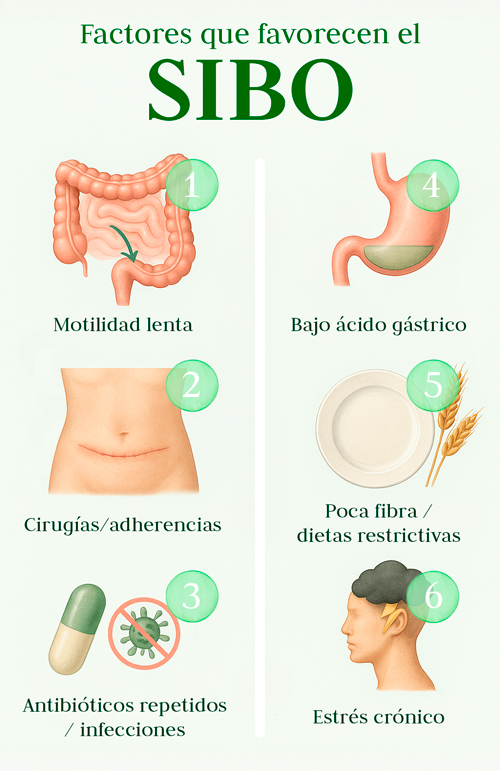 SIBO factores que favorecen su aparicion
