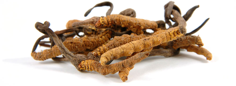 Hongos medicinales Cordyceps