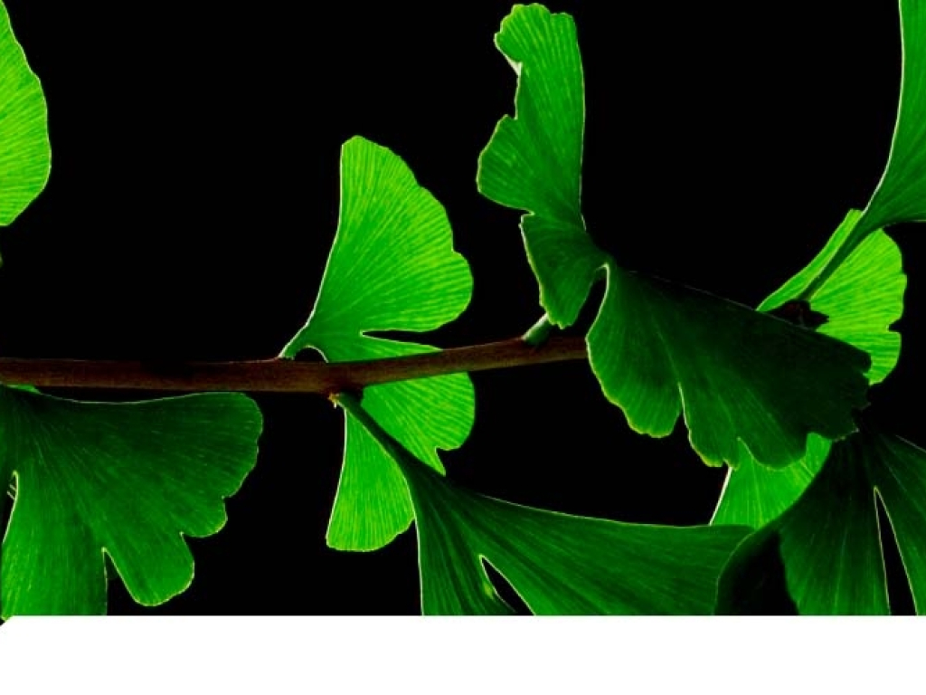 Los increíbles beneficios para la salud del Ginkgo biloba que debes conocer