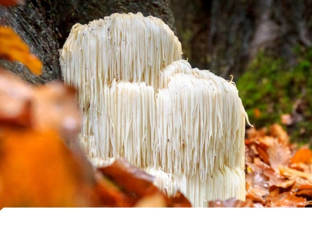 Melena de león (Hericium erinaceus): beneficios con evidencia, cómo usarla y seguridad