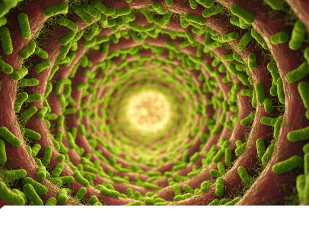 SIBO: tratamientos y suplementos naturales para la recuperación intestinal