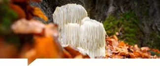 Melena de león (Hericium erinaceus): beneficios con evidencia, cómo usarla y seguridad